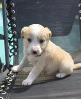 Honey, a female Australian Shepherd for sale in Claremore, OK – Photo 2 of 3
