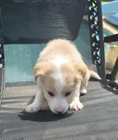 Honey, a female Australian Shepherd for sale in Claremore, OK – Photo 3 of 3