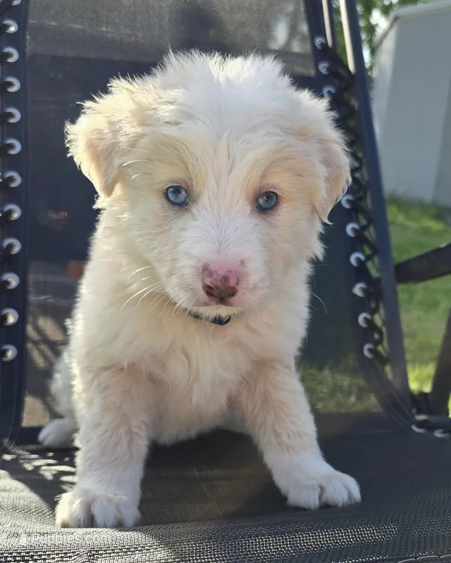 Thor – Australian Shepherd puppy for sale in Claremore, OK