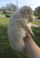 Thor, a male Australian Shepherd for sale in Claremore, OK – Photo 7 of 9