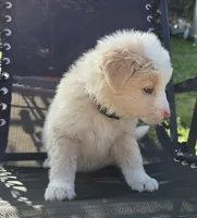 Thor, a male Australian Shepherd for sale in Claremore, OK – Photo 2 of 9