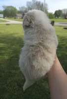 Thor, a male Australian Shepherd for sale in Claremore, OK – Photo 5 of 9