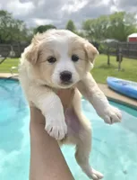 Lily, a female Australian Shepherd for sale in Claremore, OK – Photo 4 of 4