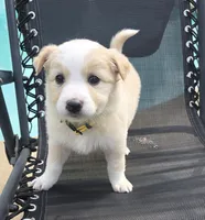 Lily, a female Australian Shepherd for sale in Claremore, OK – Photo 2 of 4