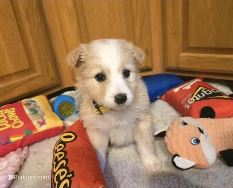 Lily – Australian Shepherd puppy on hold in Claremore, OK