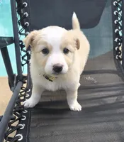 Lily, a female Australian Shepherd for sale in Claremore, OK – Photo 3 of 4