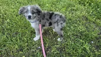 Sky, a female Miniature Australian Shepherd for sale in Claremore, OK – 8 of 10