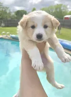 Butter, a male Australian Shepherd for sale in Claremore, OK – Photo 3 of 10