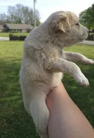 Butter, a male Australian Shepherd for sale in Claremore, OK – Photo 7 of 10