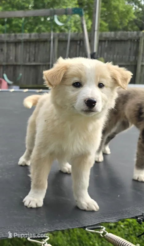 Butter – Australian Shepherd puppy on hold in Claremore, OK