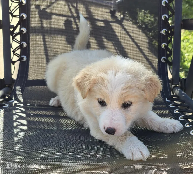 Butter – Australian Shepherd puppy for sale in Claremore, OK