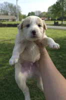 Butter, a male Australian Shepherd for sale in Claremore, OK – Photo 5 of 10