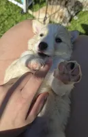 Butter, a male Australian Shepherd for sale in Claremore, OK – Photo 4 of 10