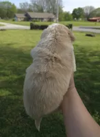 Butter, a male Australian Shepherd for sale in Claremore, OK – Photo 6 of 10