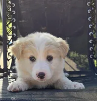 Butter, a male Australian Shepherd for sale in Claremore, OK – Photo 1 of 10