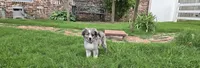 Sky, a female Miniature Australian Shepherd for sale in Claremore, OK – 9 of 10