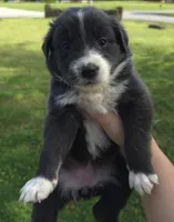 Sadie, a female Australian Shepherd for sale in Claremore, OK – Photo 2 of 9
