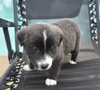 Sadie, a female Australian Shepherd for sale in Claremore, OK – Photo 7 of 9