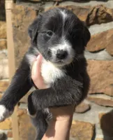 Sadie, a female Australian Shepherd for sale in Claremore, OK – Photo 1 of 9