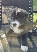 Sadie, a female Australian Shepherd for sale in Claremore, OK – Photo 9 of 9