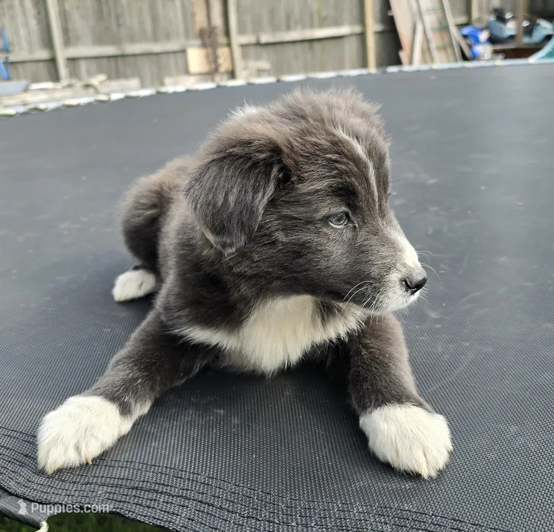 Sadie – Australian Shepherd puppy for sale in Claremore, OK