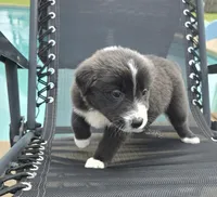 Sadie, a female Australian Shepherd for sale in Claremore, OK – Photo 6 of 9