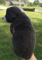 Sadie, a female Australian Shepherd for sale in Claremore, OK – Photo 4 of 9