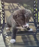 Sadie, a female Australian Shepherd for sale in Claremore, OK – Photo 8 of 9