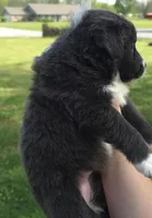 Sadie, a female Australian Shepherd for sale in Claremore, OK – Photo 3 of 9