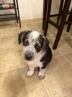Tucker, a male Pembroke Welsh Corgi and Miniature Australian Shepherd for sale in Pasco, WA – 3 of 8
