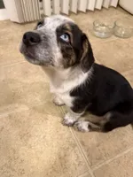 Tucker, a male Pembroke Welsh Corgi and Miniature Australian Shepherd for sale in Pasco, WA – 6 of 8