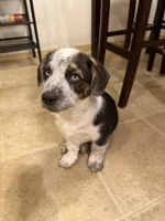 Tucker, a male Pembroke Welsh Corgi and Miniature Australian Shepherd for sale in Pasco, WA – 5 of 8