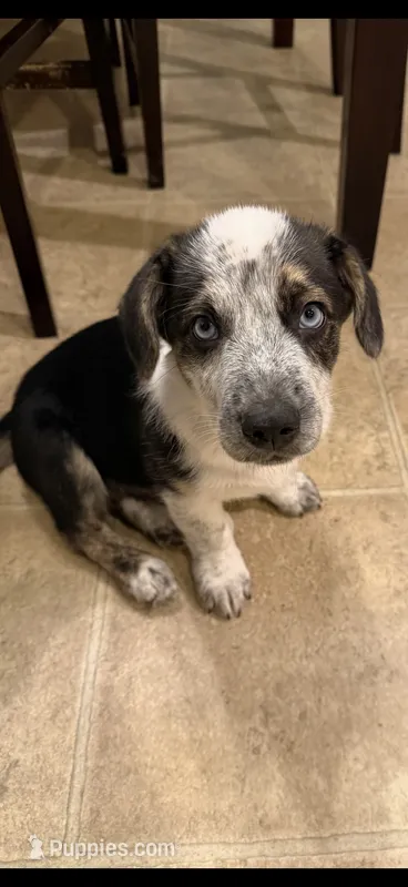 Tucker – Pembroke Welsh Corgi, Miniature Australian Shepherd puppy for sale in Pasco, WA