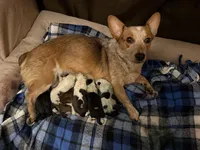 Tucker, a male Pembroke Welsh Corgi and Miniature Australian Shepherd for sale in Pasco, WA – 8 of 8