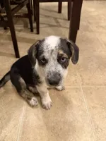 Tucker, a male Pembroke Welsh Corgi and Miniature Australian Shepherd for sale in Pasco, WA – 4 of 8