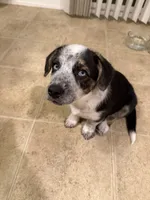 Tucker, a male Pembroke Welsh Corgi and Miniature Australian Shepherd for sale in Pasco, WA – 2 of 8
