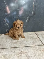 Cooper, a male Maltipoo for sale in Valley Center, CA – 2 of 3