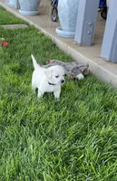 Harley, a male Labrador Retriever for sale in Valley Center, CA – 4 of 9