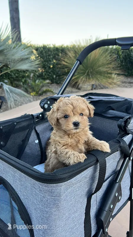Maverick – Maltipoo puppy for sale in Valley Center, CA