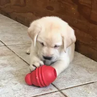 Marley, a  Labrador Retriever for sale in Valley Center, CA – Photo 6 of 8
