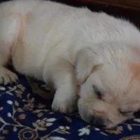 Marley, a  Labrador Retriever for sale in Valley Center, CA – Photo 2 of 8