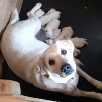 Marley, a  Labrador Retriever for sale in Valley Center, CA – Photo 8 of 8