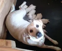 Marley, a male Labrador Retriever for sale in Valley Center, CA – Photo 8 of 8