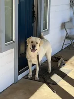 Marley, a male Labrador Retriever for sale in Valley Center, CA – Photo 7 of 8