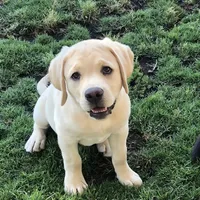 Marley, a  Labrador Retriever for sale in Valley Center, CA – Photo 1 of 8