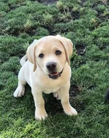 Marley, a male Labrador Retriever for sale in Valley Center, CA – Photo 1 of 8