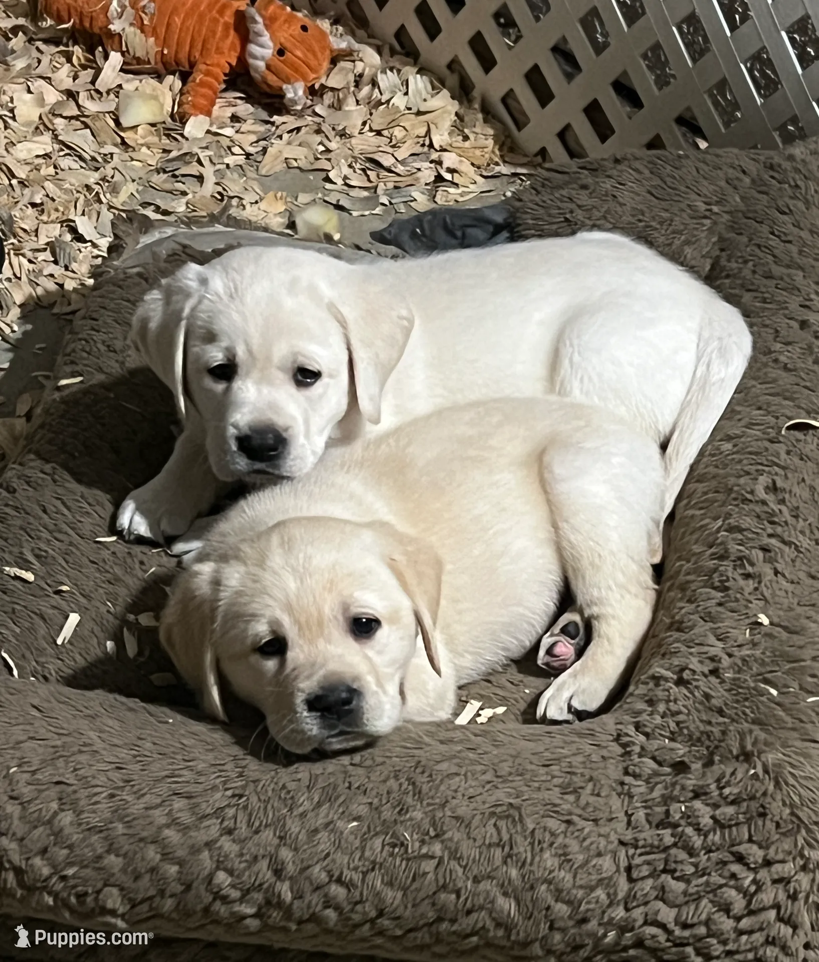 Marley, a male Labrador Retriever for sale in Valley Center, CA – Photo 3 of 8
