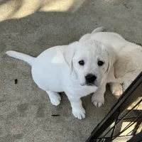 Marley, a  Labrador Retriever for sale in Valley Center, CA – Photo 5 of 8