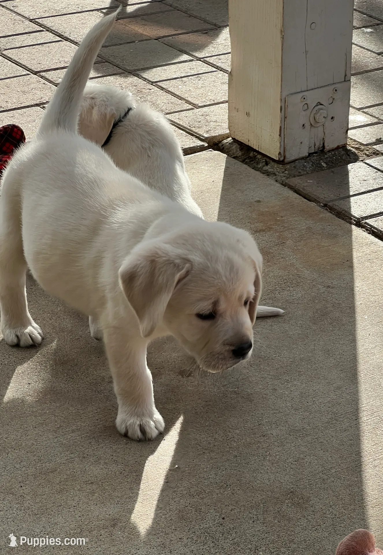 Marley, a male Labrador Retriever for sale in Valley Center, CA – Photo 4 of 8