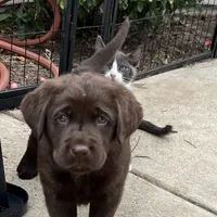 Bella, a  Labrador Retriever for sale in Valley Center, CA – Photo 6 of 9
